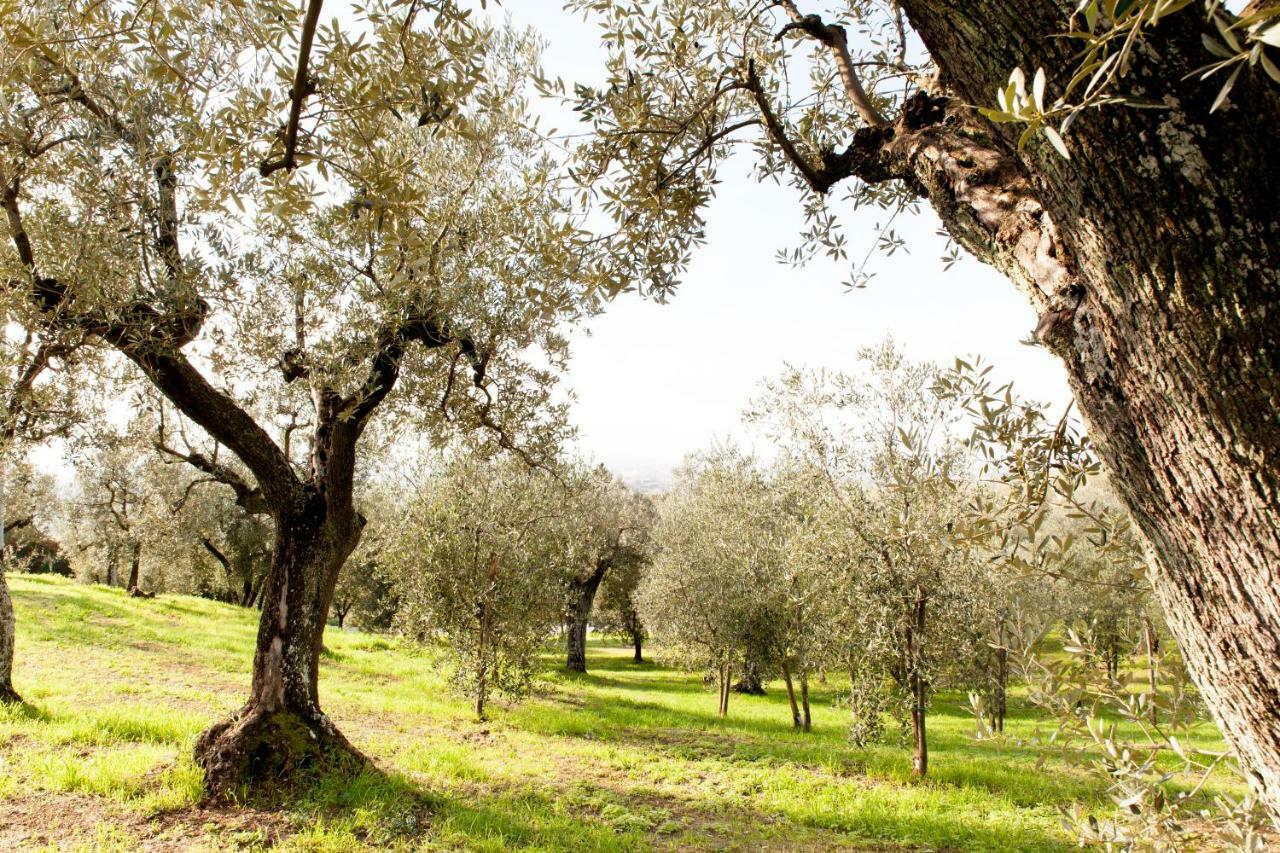 Agriturismo Podere Rondinaio ランポレッキオ エクステリア 写真